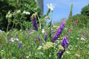 biodiverse-flowermeadow-5921-900x600
