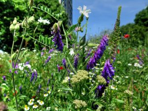 brandon_tra_Flower Meadow-5921