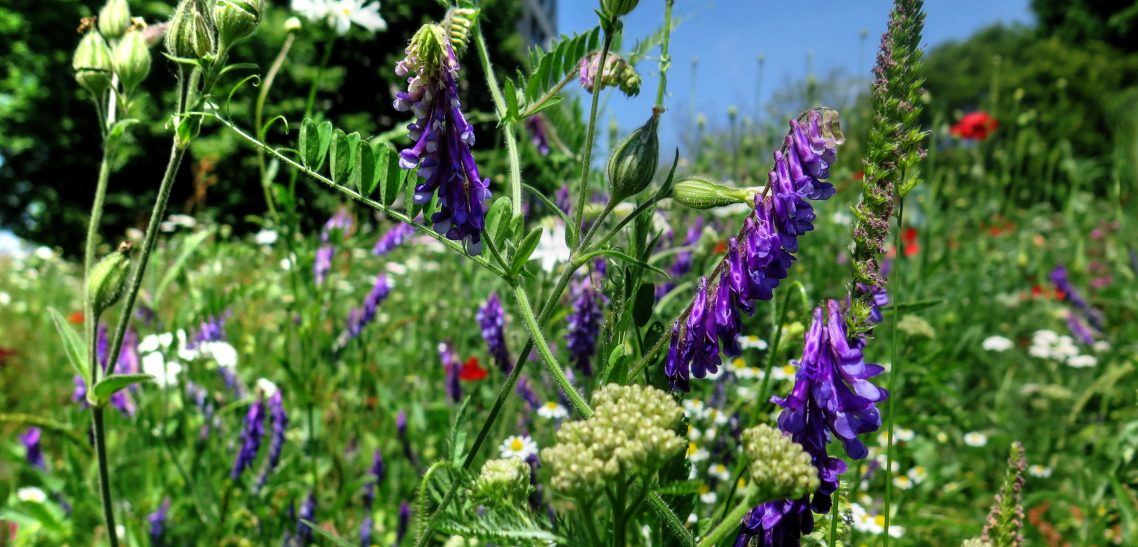 brandon_tra_Flower Meadow-5921